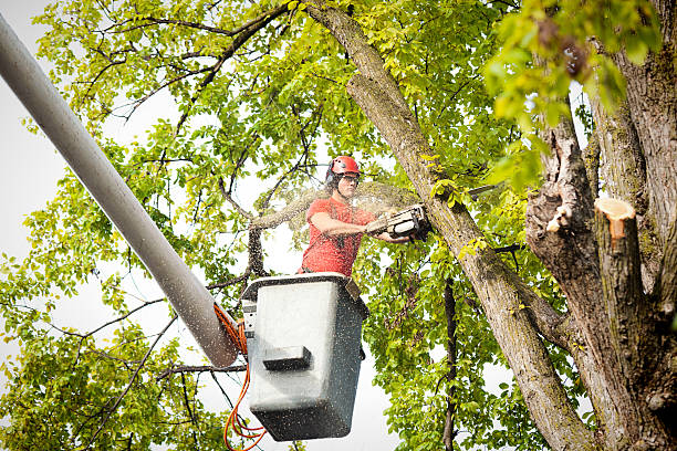 Best Local Tree Services  in Savannah, MO